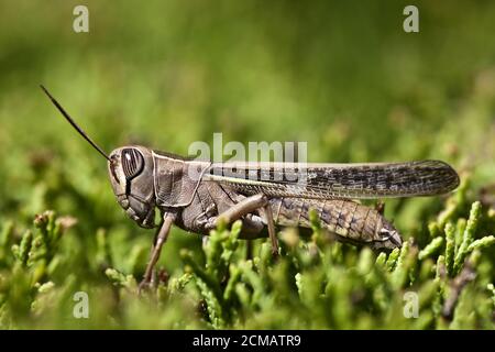 Calliptamus italicus Banque D'Images
