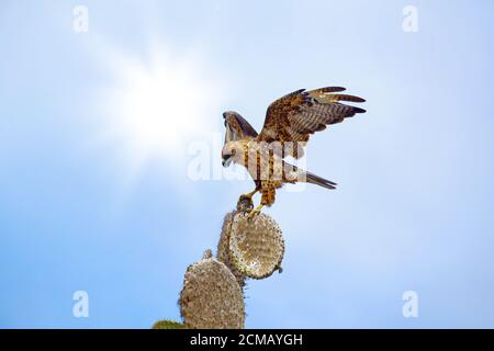 Hawk Galapagos sur Santa Fe Banque D'Images