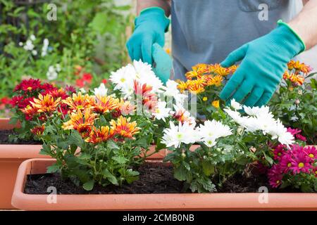 Mains de jardinier empotant des fleurs dans la serre ou le jardin - accent sélectif sur les fleurs - chrysanthème Banque D'Images