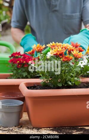 Jardinier en pot des fleurs dans une serre ou un jardin - chrysanthème Banque D'Images
