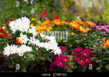Fleurs colorées en automne dans un jardin - foyer sélectif sur les chrysanthèmes au premier plan Banque D'Images