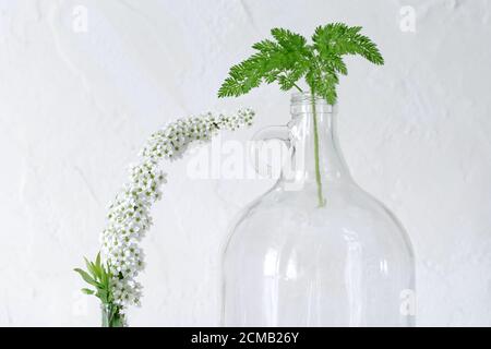 Une feuille verte d'une plante forestière dans un grand bouteille de vin en verre avec poignée à côté d'un élégant branche d'arbuste en fleur avec de petites fleurs blanches Banque D'Images