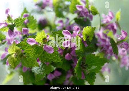 Lamium purpueum. Fleurs violettes aux feuilles vertes au soleil Banque D'Images