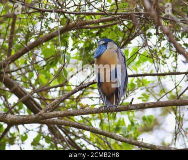 Boat-billed Heron Banque D'Images