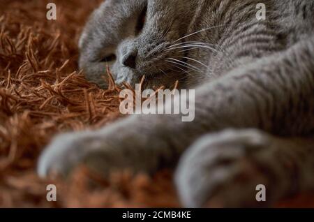 Un chat écossais peut dormir sur une couverture moelleuse brune. Gros plan Banque D'Images