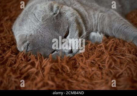 Un chat écossais peut dormir sur une couverture moelleuse brune. Gros plan Banque D'Images