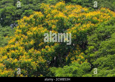 Vue aérienne du Yellow Flame Tree à Singapour. Banque D'Images