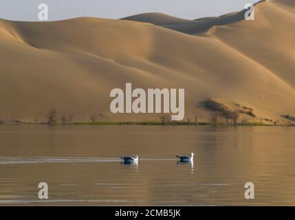 Yuli, région autonome de Xinjiang Uygur en Chine. 14 septembre 2020. Des oiseaux sauvages sont vus sur le lac lop, dans le comté de Yuli, dans la région autonome de Xinjiang Uygur, dans le nord-ouest de la Chine, le 14 septembre 2020. Credit: Zhao GE/Xinhua/Alay Live News Banque D'Images