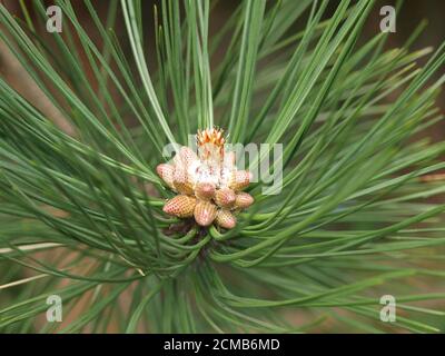 Pinus Nigra jeunes cônes et fleurs Banque D'Images