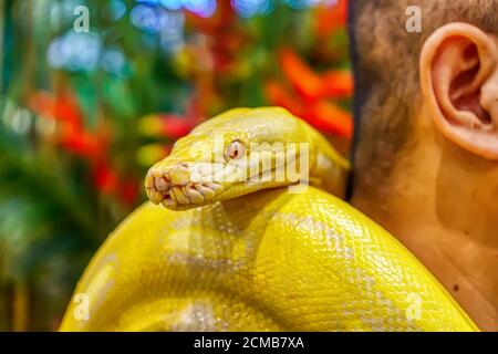 Le python birman d'Albino s'enroule autour d'un homme. Son animal de compagnie populaire en Thaïlande. Banque D'Images