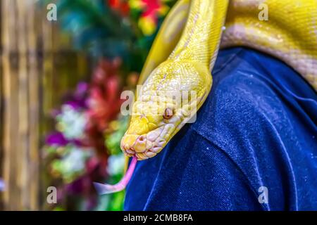 Le python birman d'Albino s'enroule autour d'un homme. Son animal de compagnie populaire en Thaïlande. Banque D'Images