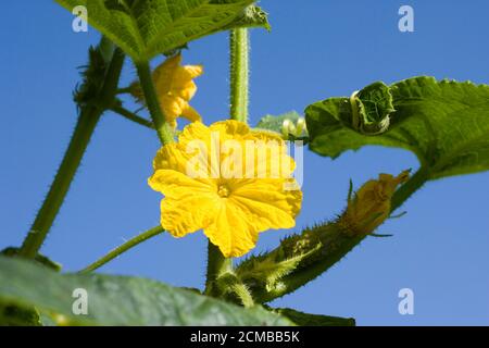 Fleur de cornichon ou cornichon, Cucumis sativus, potager en Normandie Banque D'Images