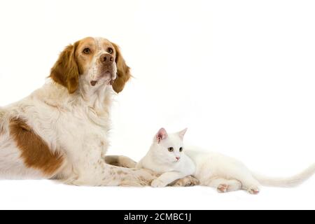 Mâle Espagnol Français (Couleur Cannelle) Avec Chat Domestique Blanc Pose Sur Fond Blanc Banque D'Images