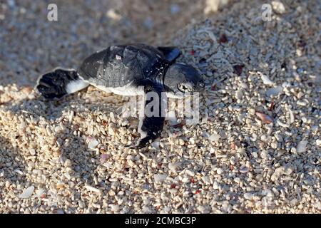 Tortue de mer verte Hatchling Banque D'Images