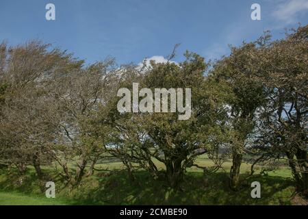 Feuillage automnal des Beech (Fagus sylvatica) Grandir dans un Hedgerow sur une banque de Grassy sur le Landes du parc national d'Exmoor dans le Somerset rural Banque D'Images