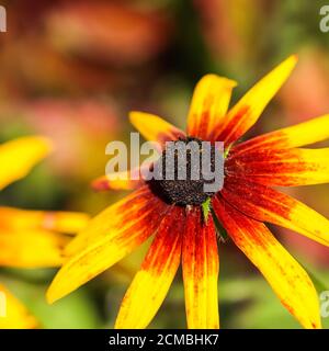 Fleurs rouges jaunes avec centre noir dans le jardin d'automne. Fleur de Rudbeckia en fleurs (Susan aux yeux noirs). Mise au point sélective floue. Banque D'Images