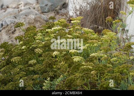 Rock samhire, plante sauvage comestible, fenouil roc, Crithmum maritimum) en mer, Andalousie, Espagne. Banque D'Images