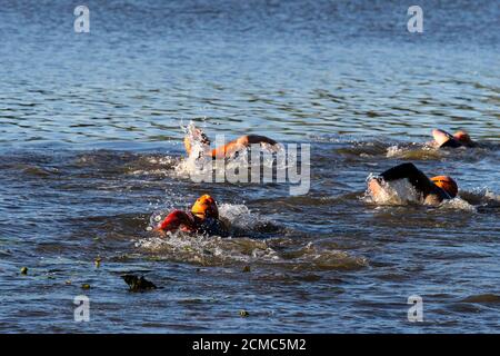 Baignade en eau libre au lac du château de Hever, Kent Banque D'Images