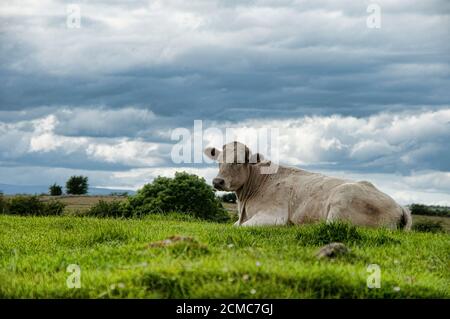 Vache reposant sur un champ vert sous un ciel nuageux En Irlande Banque D'Images