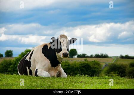 Vache reposant sur un champ vert sous un ciel nuageux En Irlande Banque D'Images