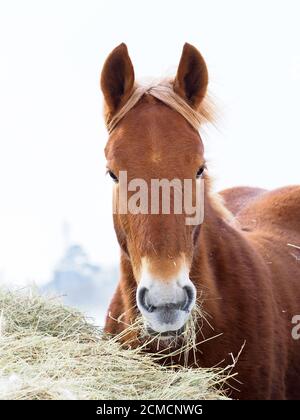 Un jeune cheval mange du foin pendant les mois d'hiver froids dans un champ enneigé. Banque D'Images