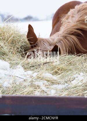 Un jeune cheval mange du foin pendant les mois d'hiver froids dans un champ enneigé. Banque D'Images