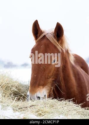 Un jeune cheval mange du foin pendant les mois d'hiver froids dans un champ enneigé. Banque D'Images