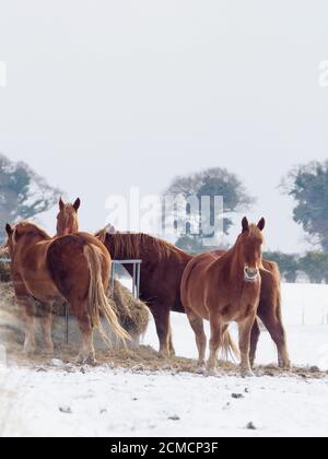 Un troupeau de chevaux mange du foin pendant un hiver froid et enneigé. Banque D'Images