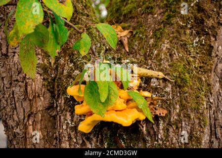 Une branche de prune pousse à travers un champignon sur l'arbre Banque D'Images