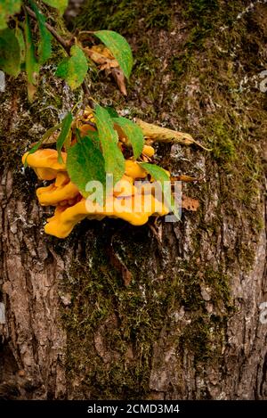 Une branche de prune pousse à travers un champignon sur l'arbre Banque D'Images