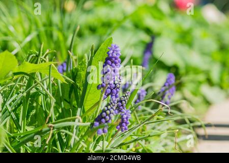 Jacinthe de raisin bleu, fleurs de Muscari armeniacum dans le lit à fleurs Banque D'Images