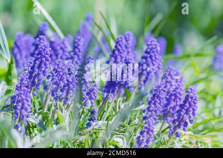 Jacinthe de raisin bleu, fleurs de Muscari armeniacum dans le lit à fleurs Banque D'Images