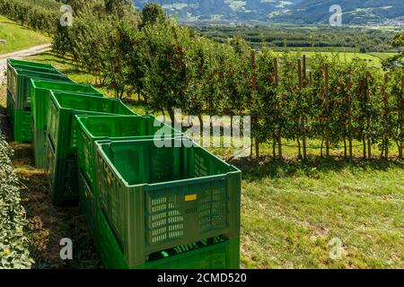 Les caisses en plastique vert sont empilées près d'un champ de pommes rouges mûres de Val Venosta, juste avant d'être récoltées, Sluderno, Tyrol du Sud, Italie Banque D'Images