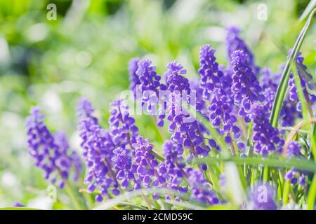 Jacinthe de raisin bleu, fleurs de Muscari armeniacum dans le lit à fleurs Banque D'Images