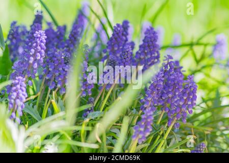 Jacinthe de raisin bleu, fleurs de Muscari armeniacum dans le lit à fleurs Banque D'Images