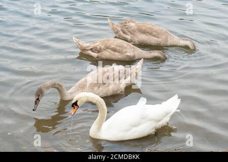 Couper le son de la mère ou du stylo de parent de cygnes avec trois cygnes juvéniles sur l'eau. Cygnus olor, anatidae, sauvagine Banque D'Images