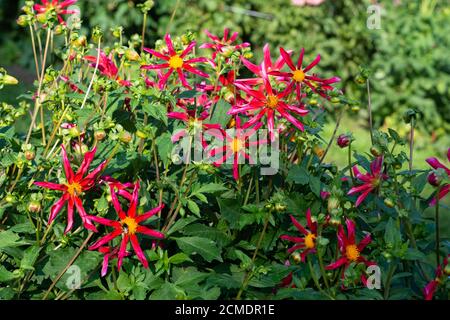 Variété Dahlia rouge Marie Schnugg floraison dans un jardin. Banque D'Images