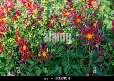 Variété Dahlia rouge Marie Schnugg floraison dans un jardin. Banque D'Images