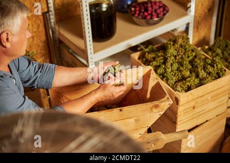Viticulteur âgé travaillant sur le concassage du raisin dans son domaine viticole Banque D'Images