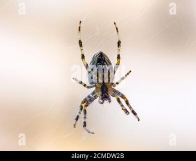 Araignée de jardin commune. Banque D'Images