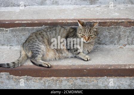 un chat sans domicile se trouve sur les marches à l'extérieur Banque D'Images