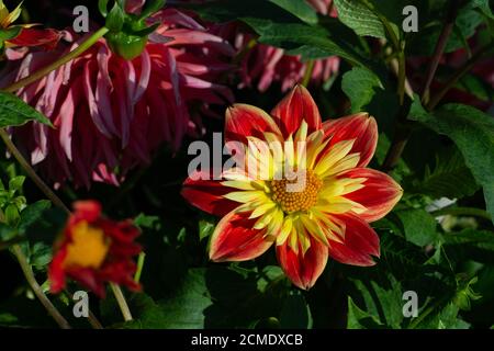 Variété de Dahlia rouge la Gioconda fleurit dans un jardin Banque D'Images