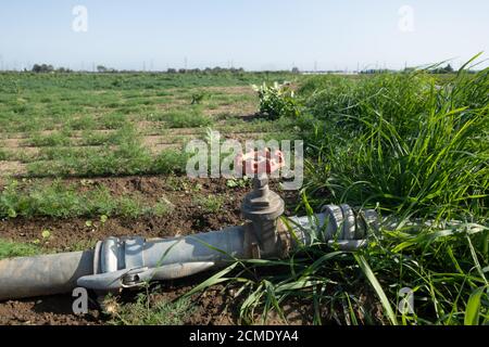 Système d'irrigation sur un champ près de Bornheim, dans le district de Rhein-Sieg, en Allemagne. Banque D'Images