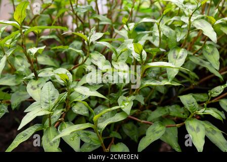 La coriandre vietnamienne (Persicaria odorata) grandit dans un polytunnel au Royaume-Uni. Banque D'Images