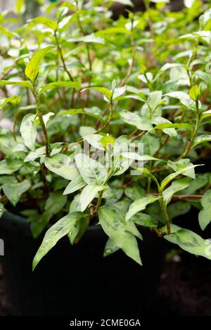 La coriandre vietnamienne (Persicaria odorata) grandit dans un polytunnel au Royaume-Uni. Banque D'Images