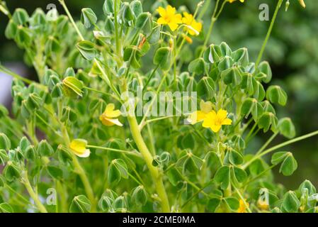 Plante OCA (Oxalis tuberosa) 'Oca cream' poussant dans un potager. ROYAUME-UNI. Banque D'Images