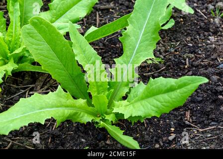 La laitue (Lactuca sativa var. Asparagina) pousse dans un potager. ROYAUME-UNI. Banque D'Images