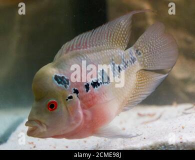 Corne de fleur mâle cichlid africain aquarium de poissons Banque D'Images