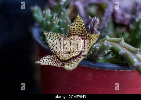 Fleur de Stapelia, un genre de plantes à faible croissance, sans spinelle, purent des plantes succulentes, principalement en Afrique du Sud Banque D'Images