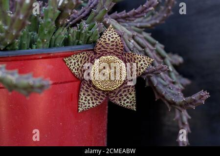 Fleur de Stapelia, un genre de plantes à faible croissance, sans spinelle, purent des plantes succulentes, principalement en Afrique du Sud Banque D'Images